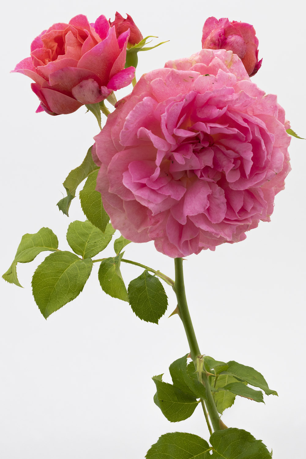 Jardin de Bagatelle #pierrejosephredout&eacute;